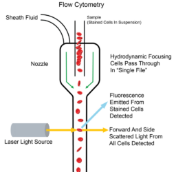 FlowCytometry2